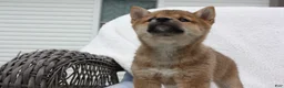 Shiba Inu dogs for sale: Kya  - Ad 4