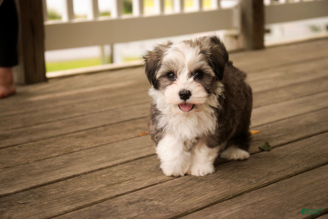 Havanese dogs Paige Havanese   - Ad 2