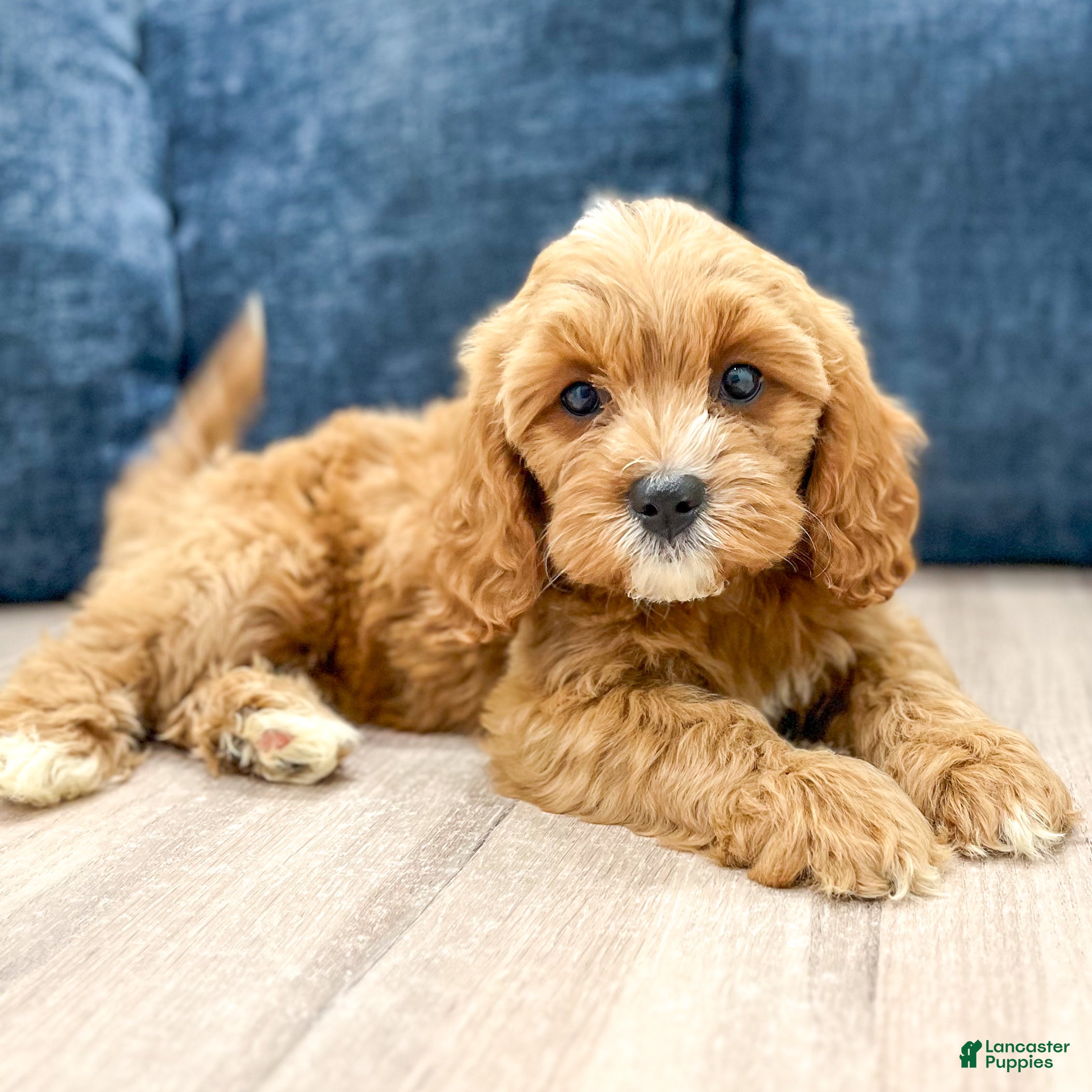 Cavapoo dogs Molly - Ad 2