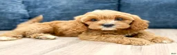 Cavapoo dogs for sale: Molly - Ad 2