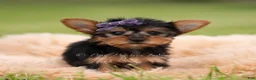 Yorkshire Terrier dogs for sale: Candy - Ad 5