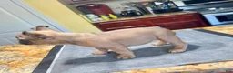 French Bulldog dogs for sale: Cookie - Ad 4