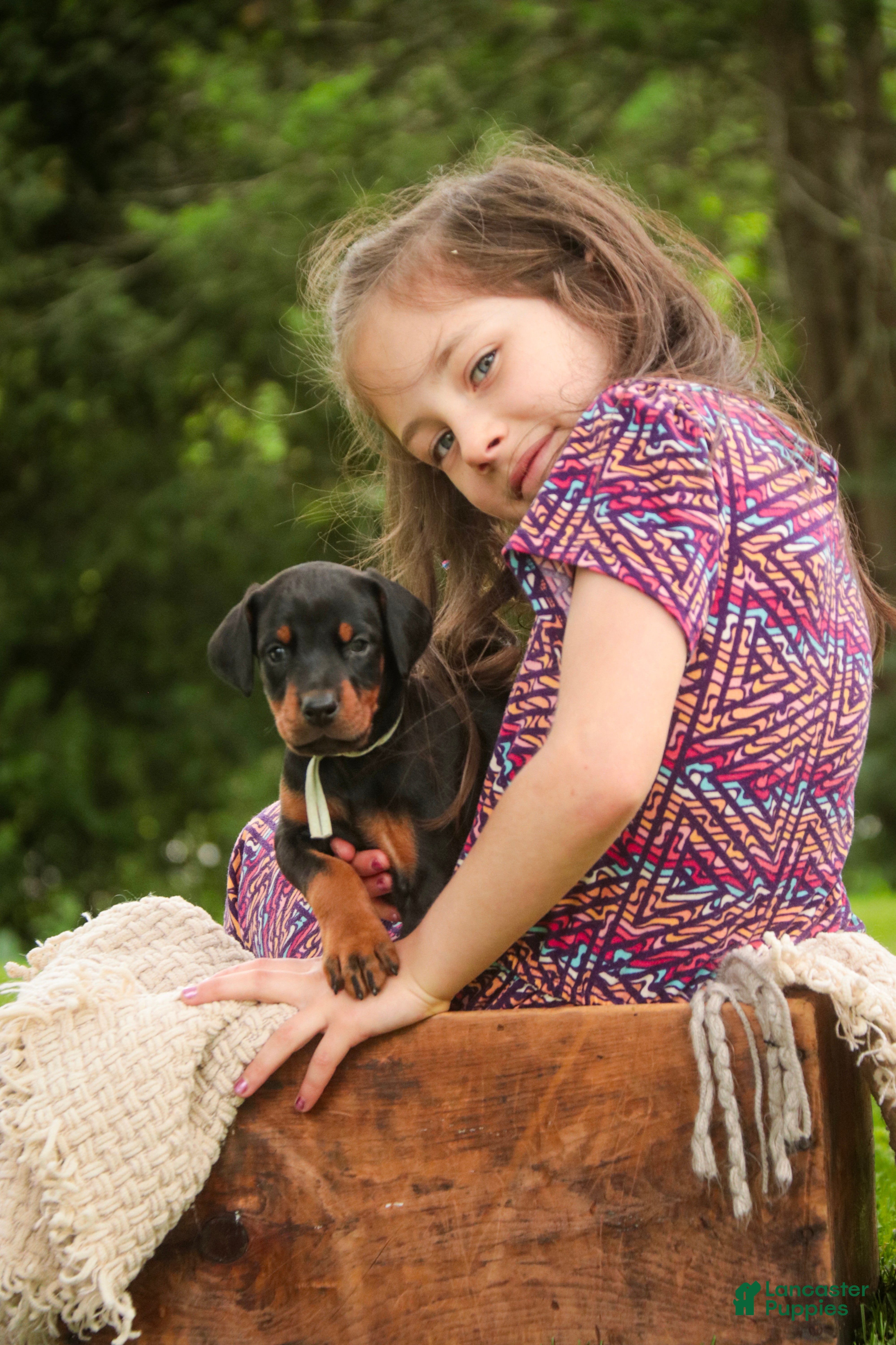 Doberman Pinscher dogs for sale: Reverie - Ad 5