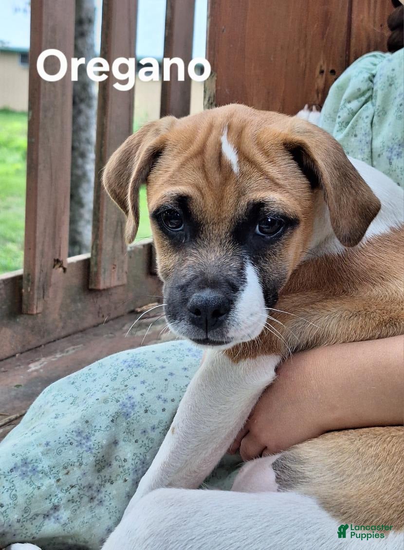Jug dogs Oregano - Ad 1