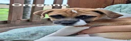 Jug dogs for sale: Oregano - Ad 1