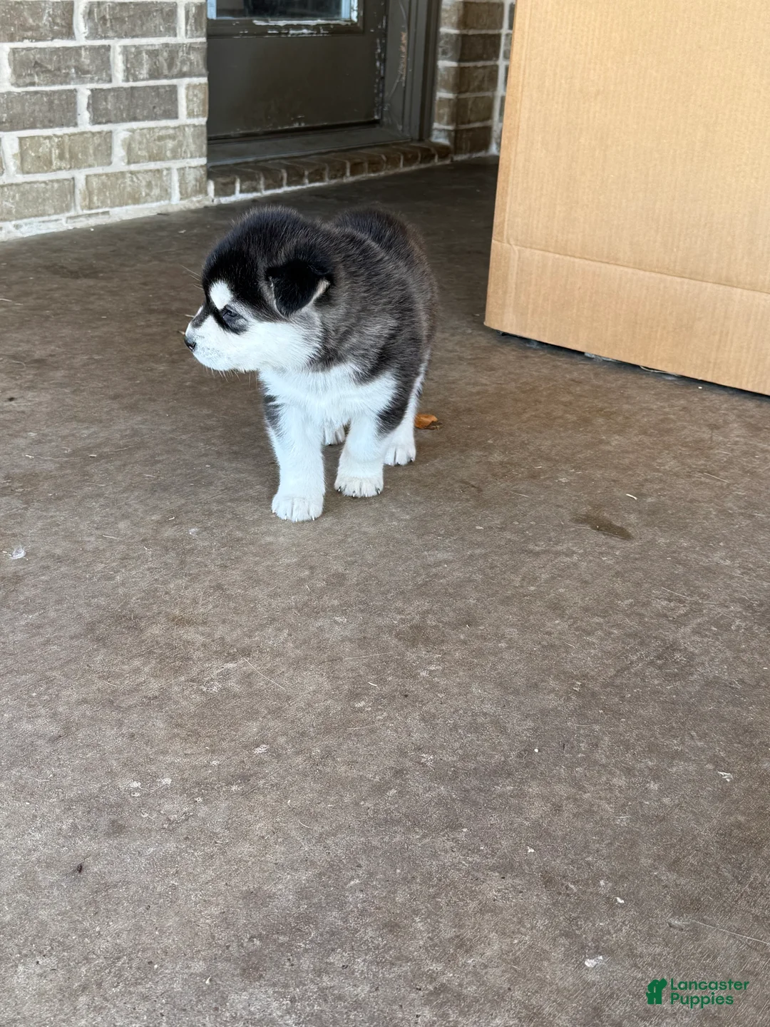 Alaskan Malamute dogs for sale: Alaskan Malamute Puppy 8 - Ad 7