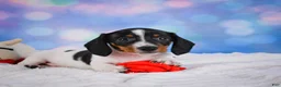 Miniature Dachshund dogs for sale: Coby - Ad 7