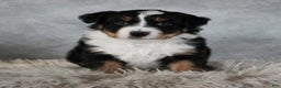 Australian Shepherd dogs for sale: Chase - Ad 1