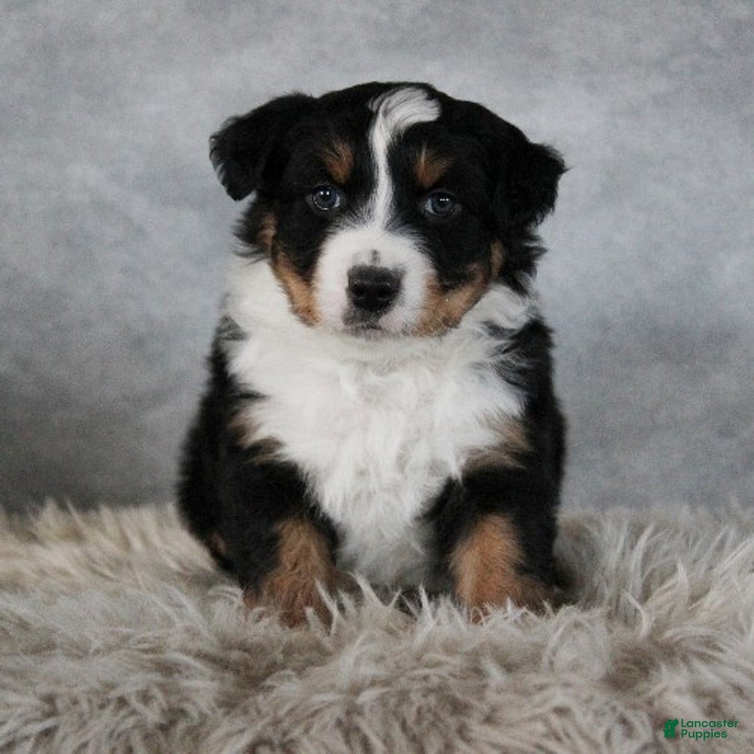 Australian Shepherd dogs for sale: Chase - Ad 1