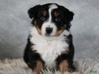 Australian Shepherd dogs Chase - Ad 22