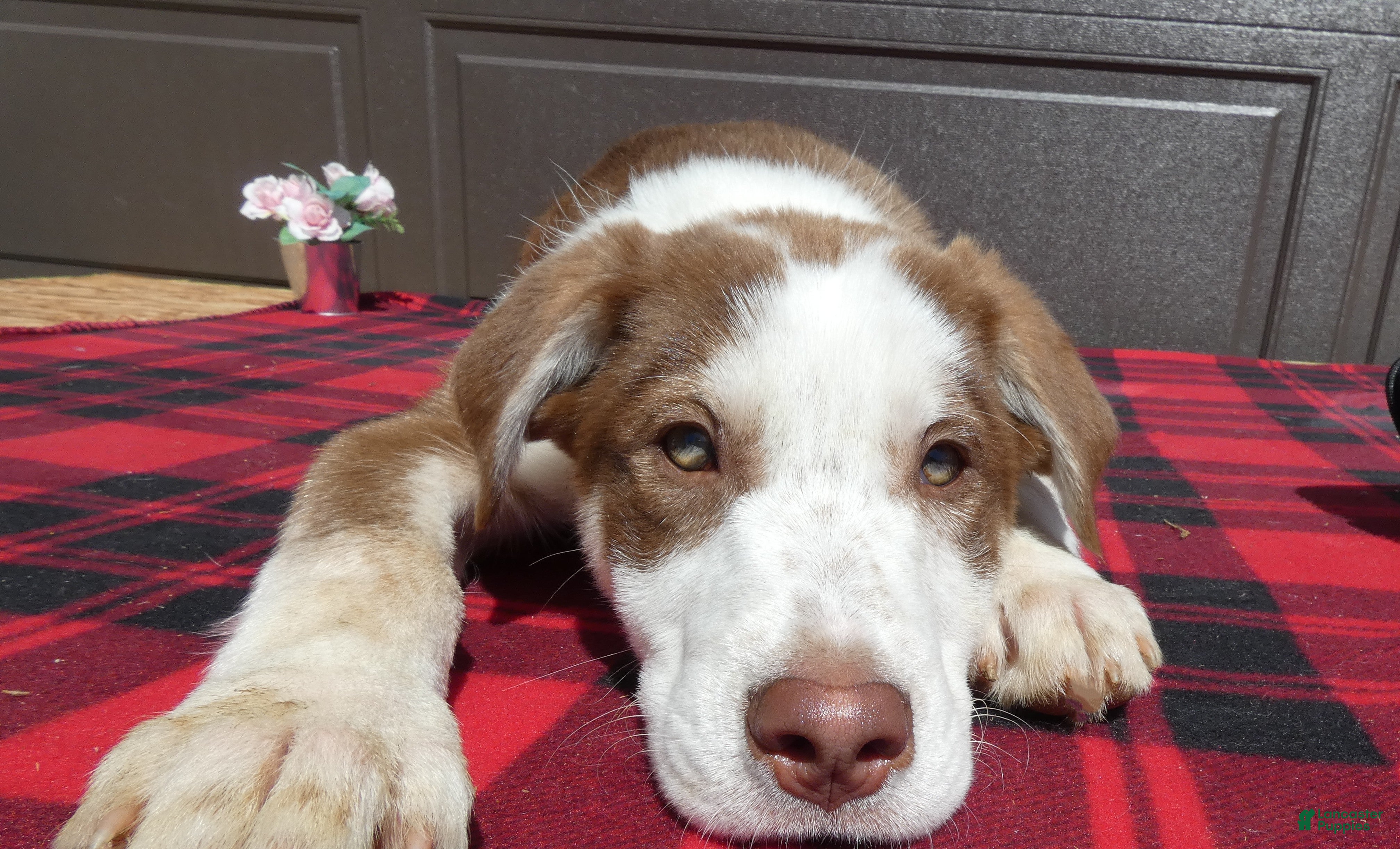 Mixed Breed dogs for sale: Australian Shepherd Puppy 7 Charm - Ad 3