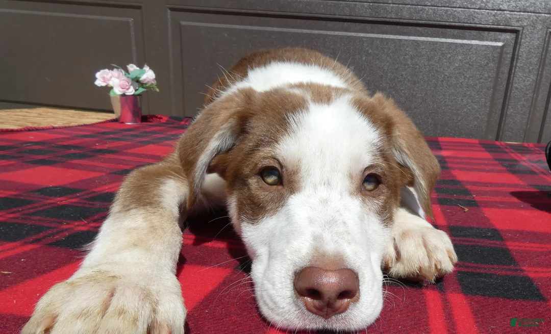 Mixed Breed dogs for sale: Australian Shepherd Puppy 7 Charm - Ad 1