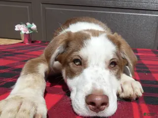 Mixed Breed dogs for sale: Australian Shepherd Puppy 7 Charm - Ad 3