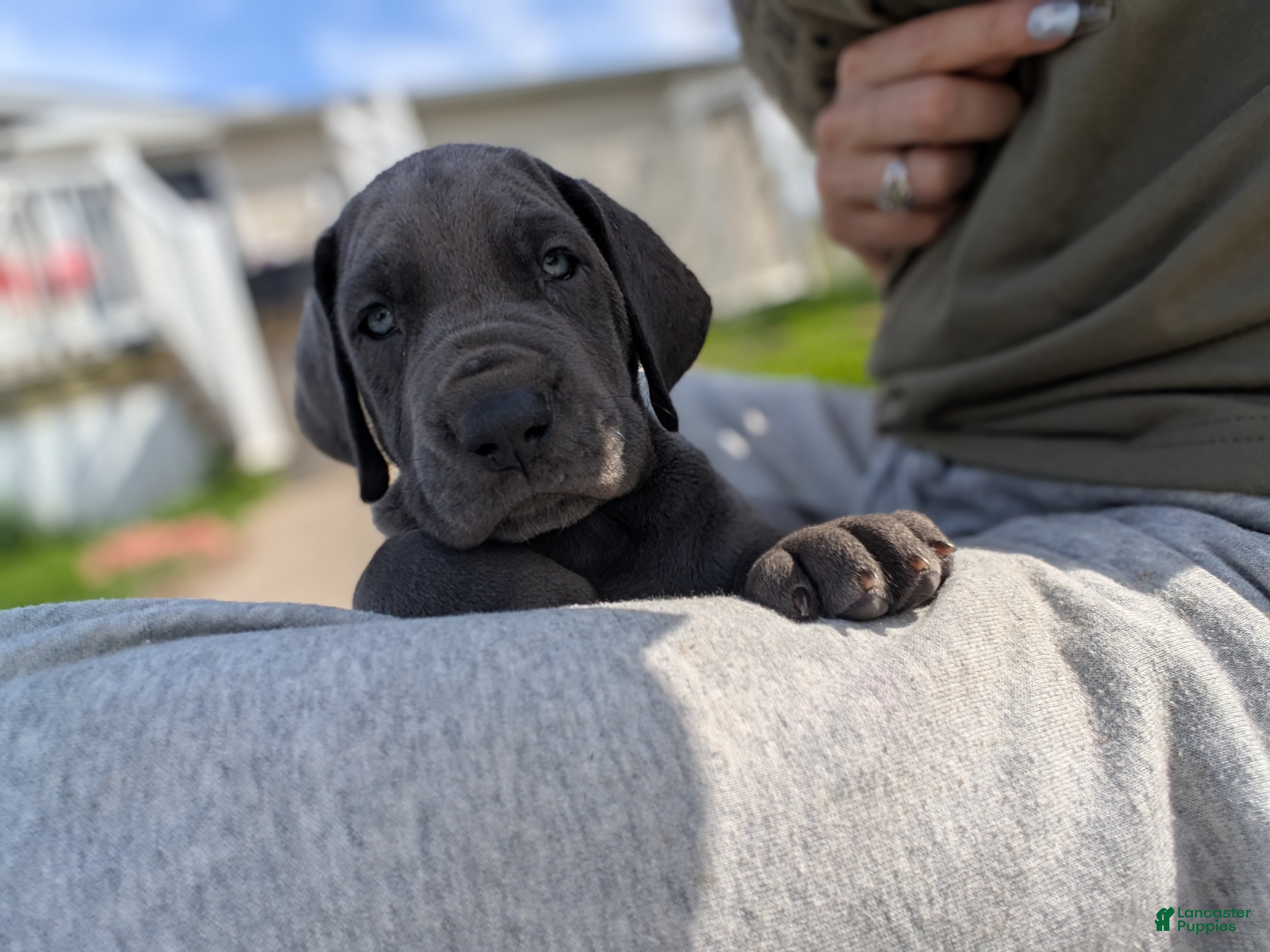 Great Dane dogs Great Dane Puppy 1 - Ad 2