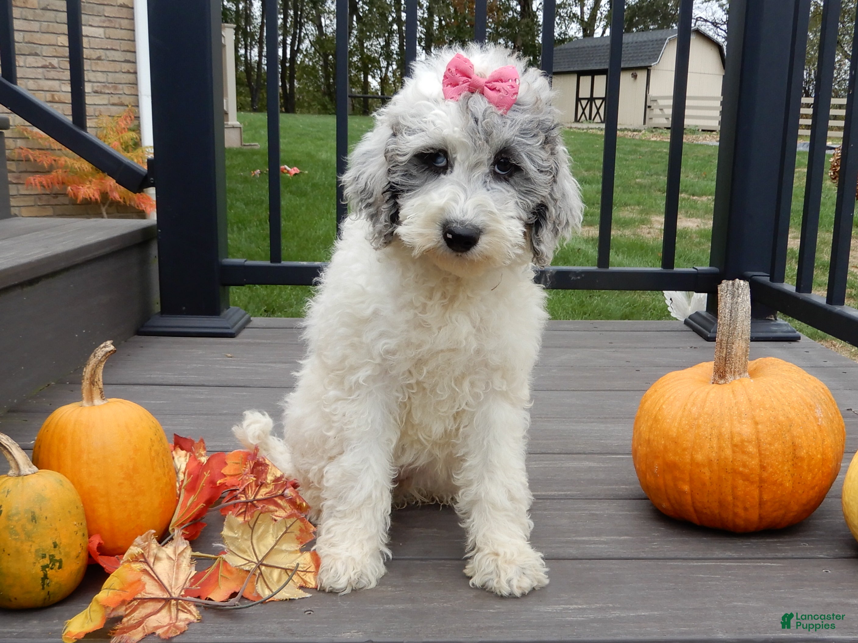 White with blue eyes Sheepadoodle Puppies for sale Lancaster Puppies