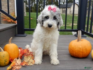 Sheepadoodle dogs - Ad 8