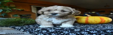 Flopsy