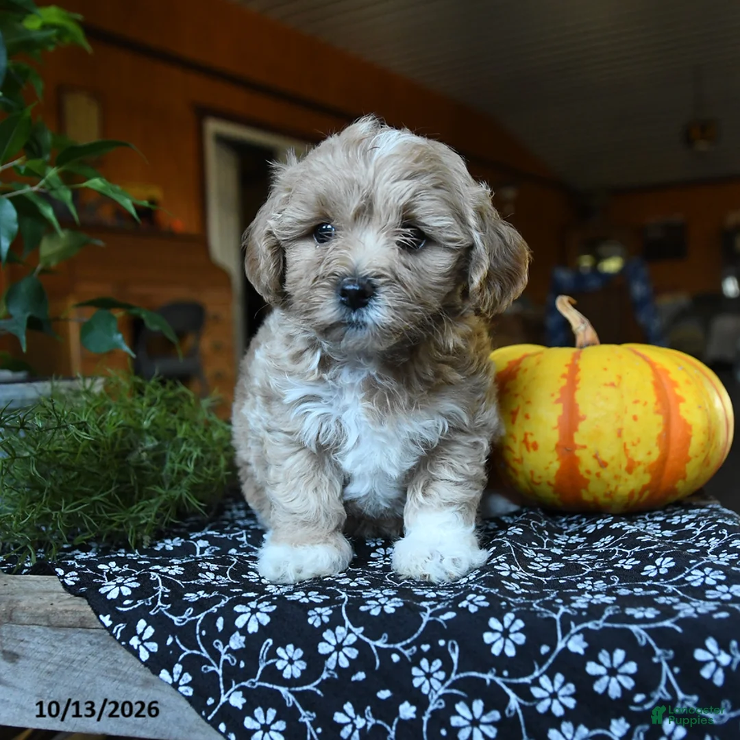 Maltipoo dogs for sale: Flopsy - Ad 1