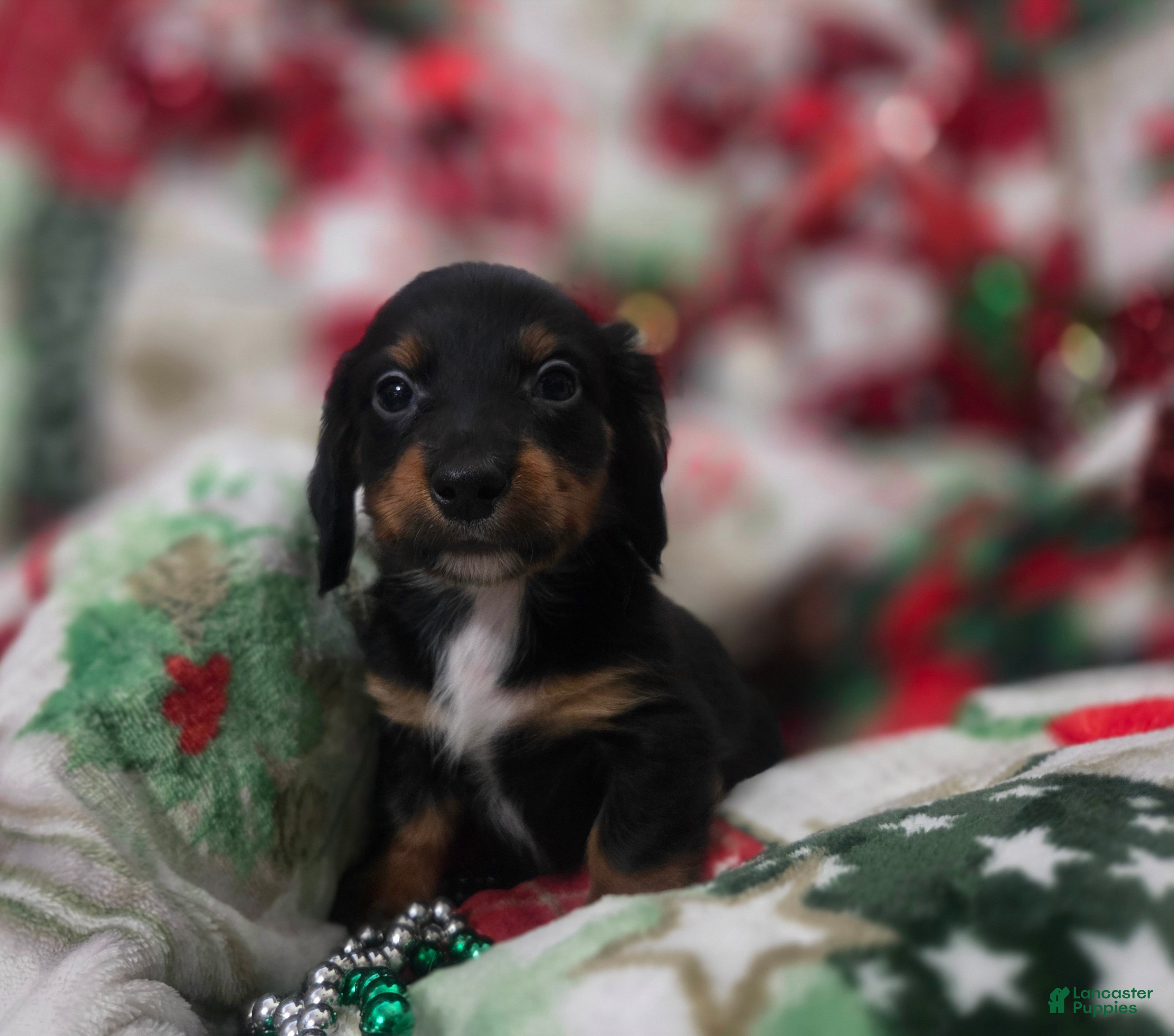 Miniature Dachshund dogs for sale: Miniature Dachshund 3 - Ad 1
