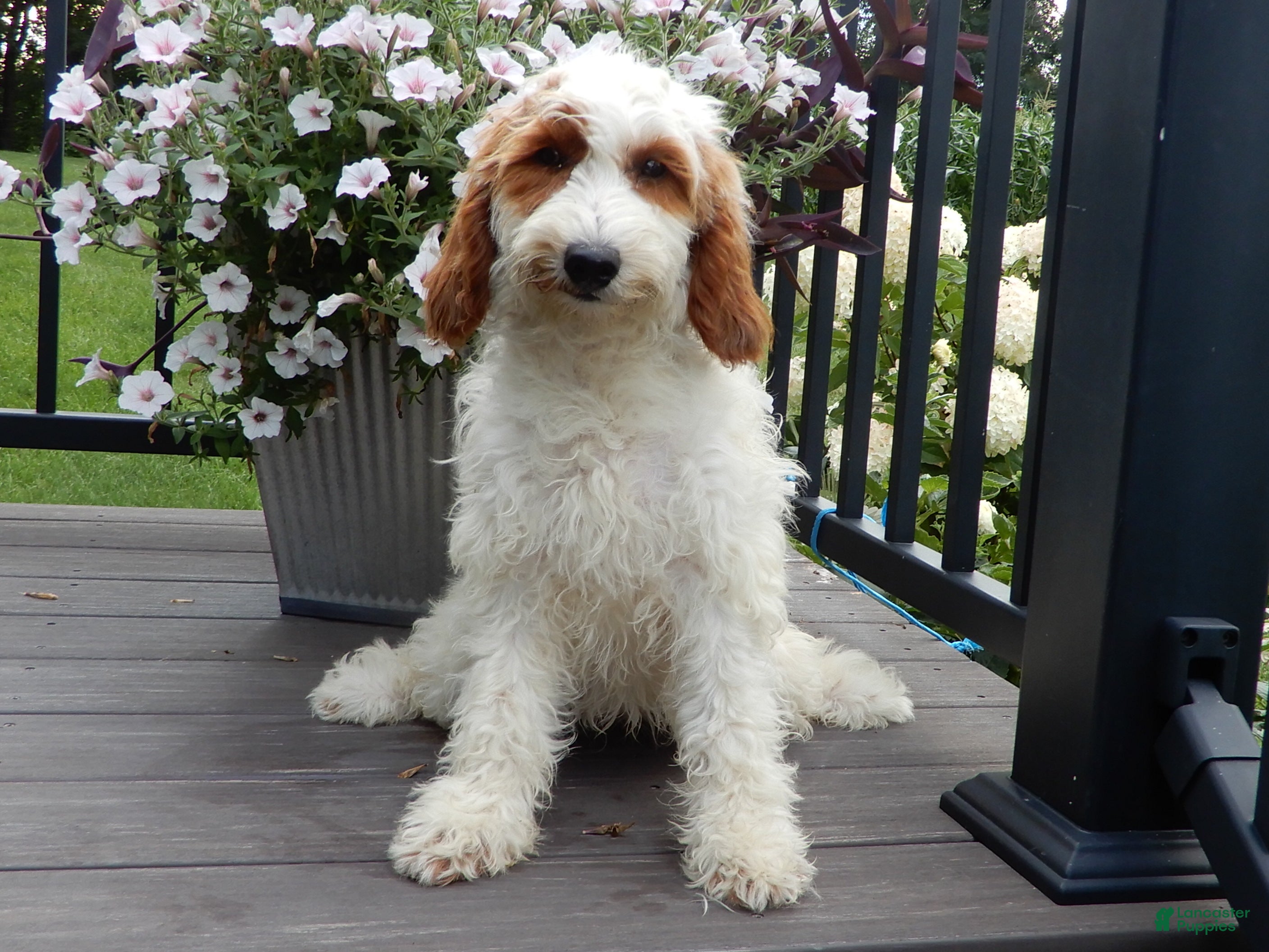 Mini Goldendoodle dogs Princess-MEDIUM - Ad 1