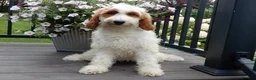 Mini Goldendoodle dogs for sale: Princess-MEDIUM - Ad 1