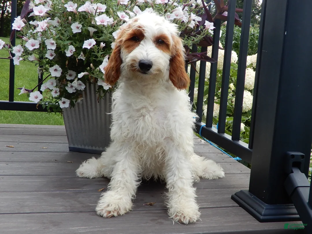 Mini Goldendoodle dogs for sale: Princess-MEDIUM - Ad 1