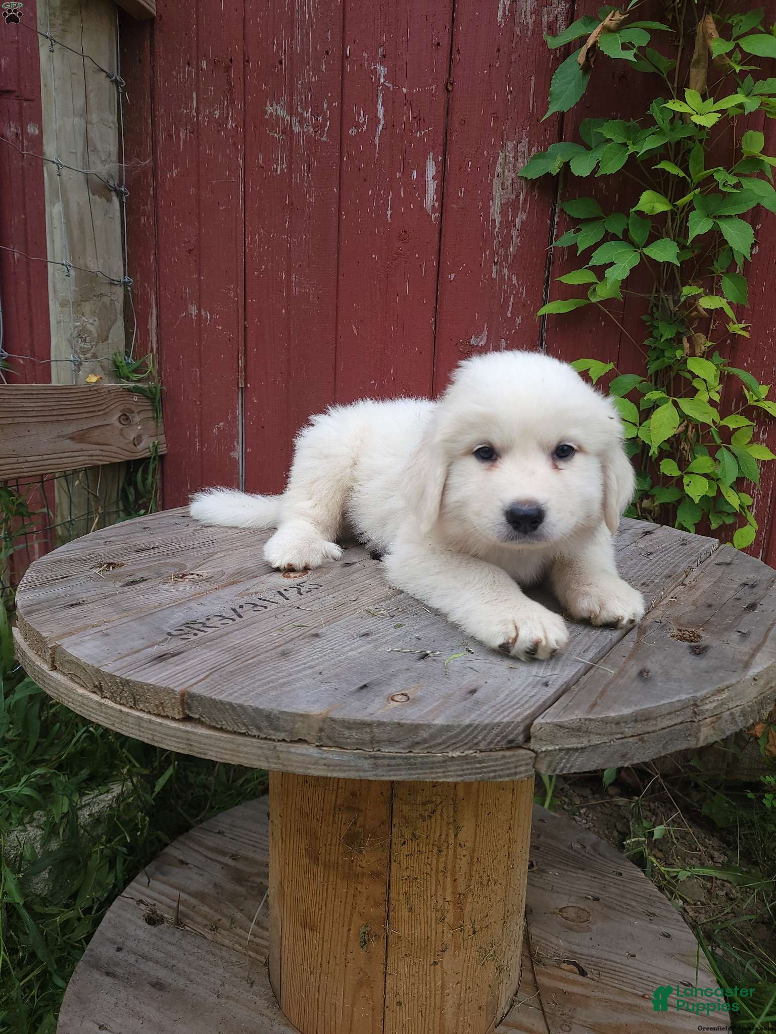 Great Pyrenees dogs Oakley - Ad 18