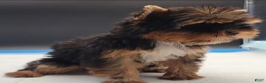 Yorkshire Terrier Puppy 2