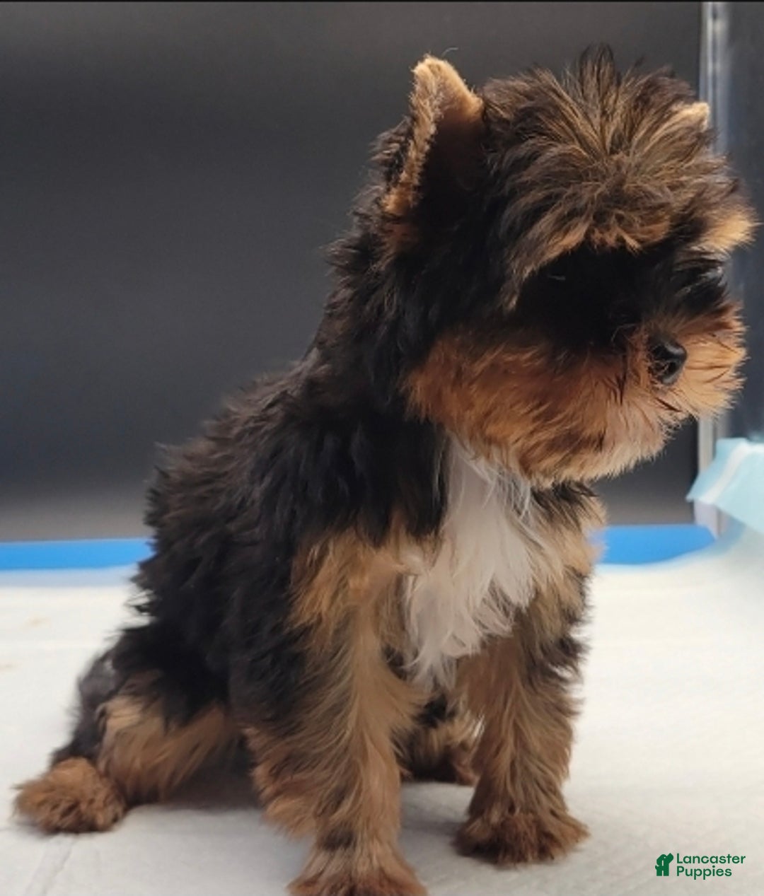 Yorkshire Terrier dogs for sale: Yorkshire Terrier Puppy 2 - Ad 1