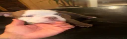 American Bully dogs for sale: American Bully 3 - Ad 1