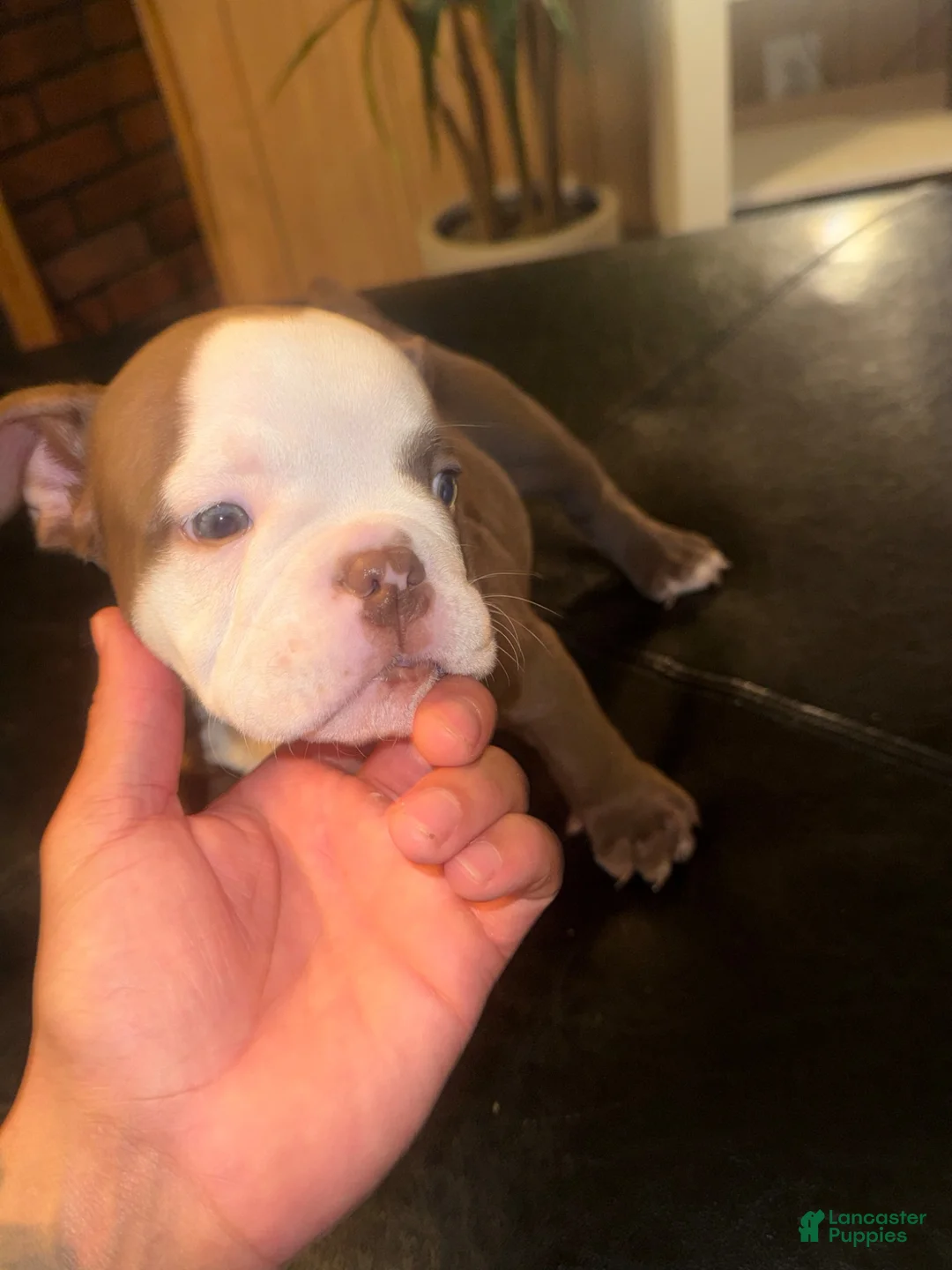 American Bully dogs for sale: American Bully 3 - Ad 1