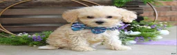 Maltipoo dogs for sale: Elliot - Ad 13