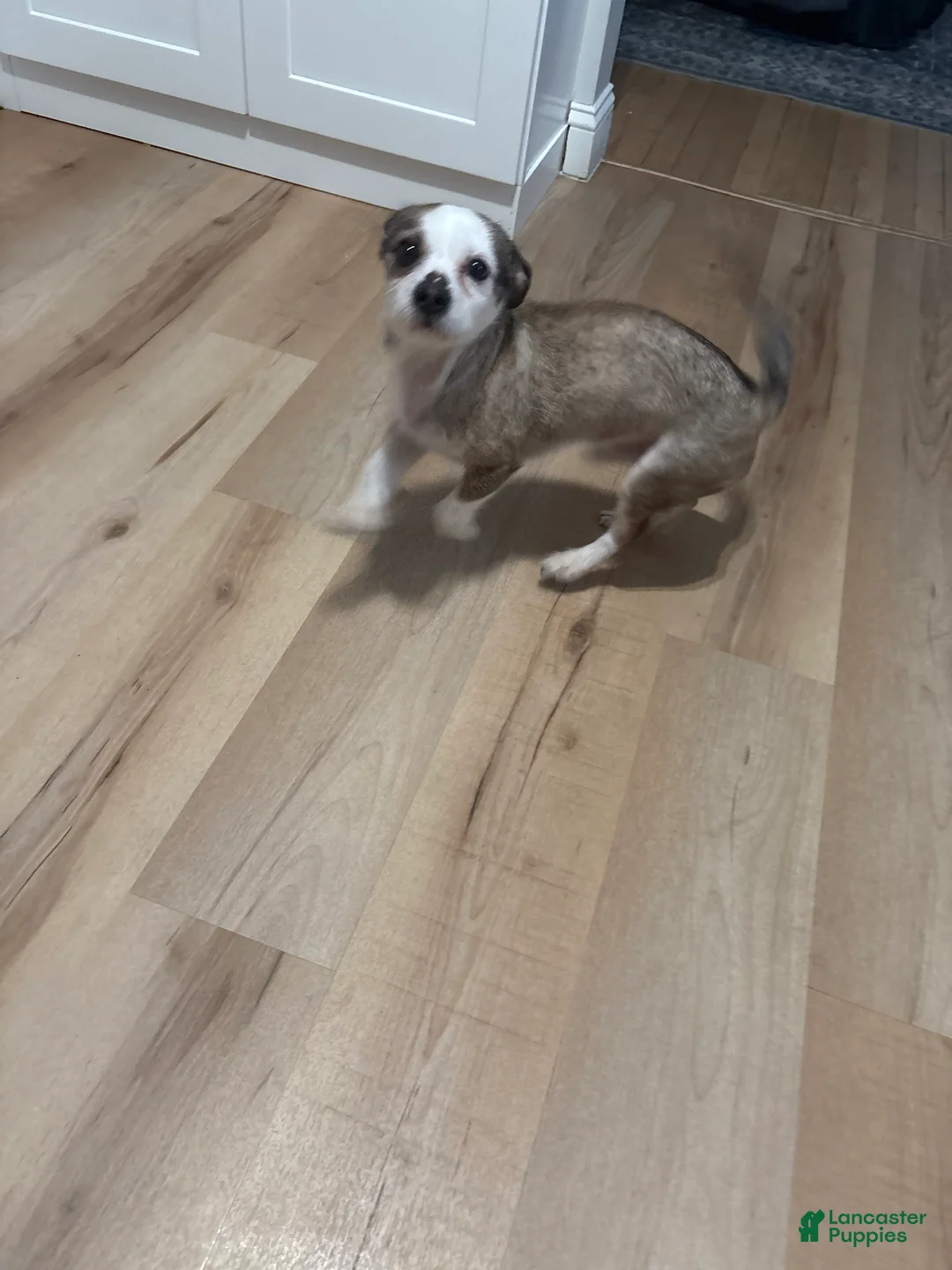 Mixed Breed dogs for sale: Milo  - Ad 2