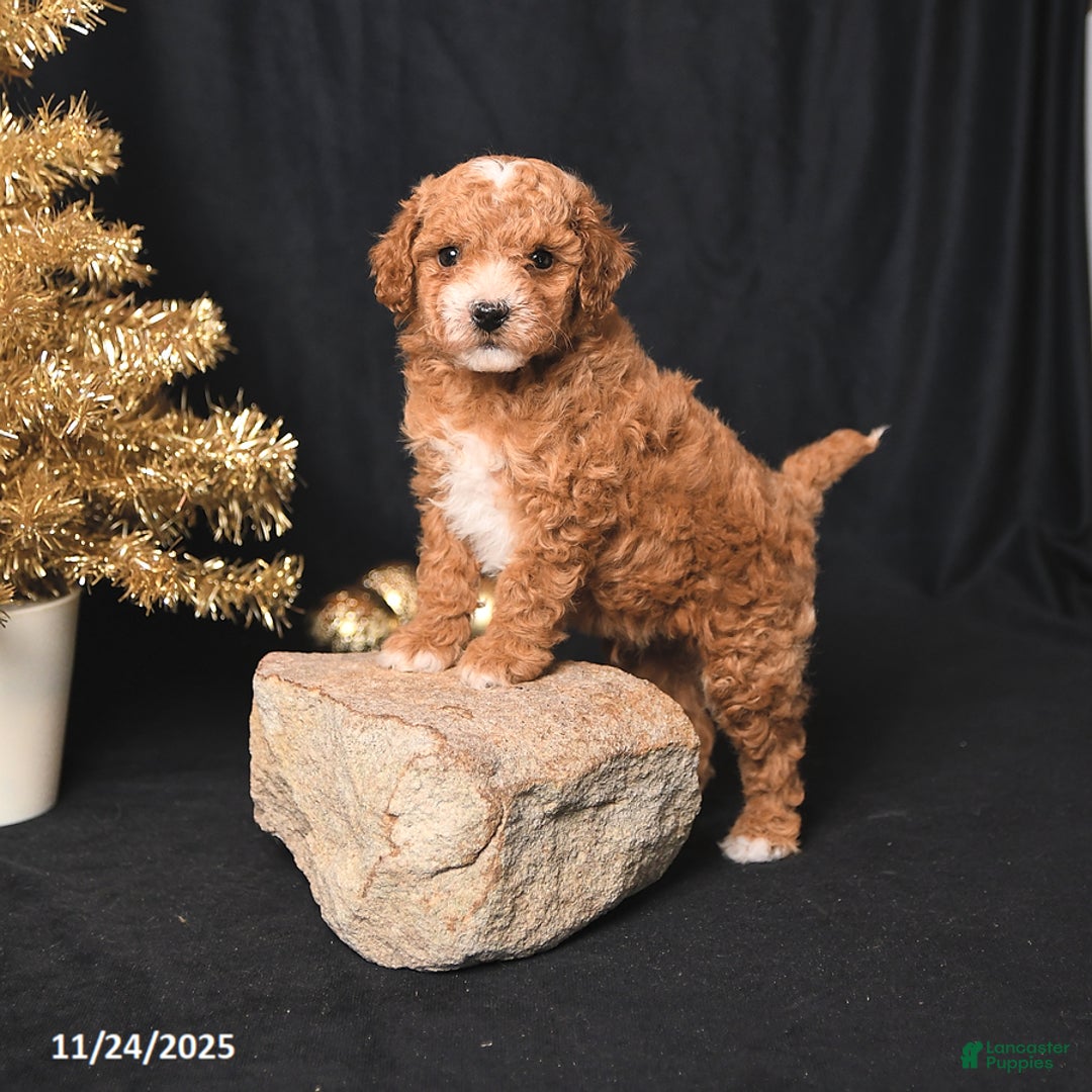 Toy Poodle dogs for sale: Cody - Ad 2