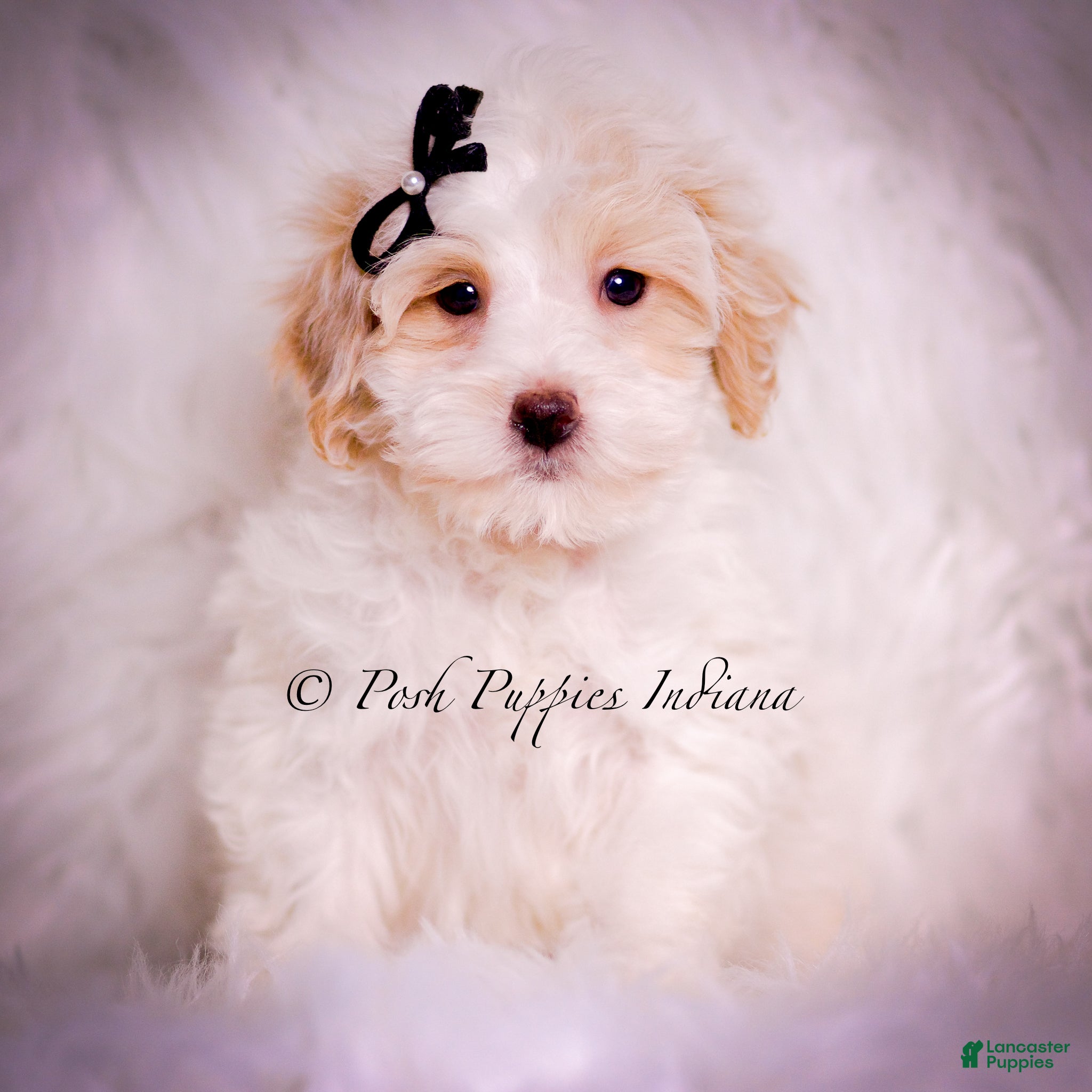 Maltipoo dogs Walnut - Ad 9