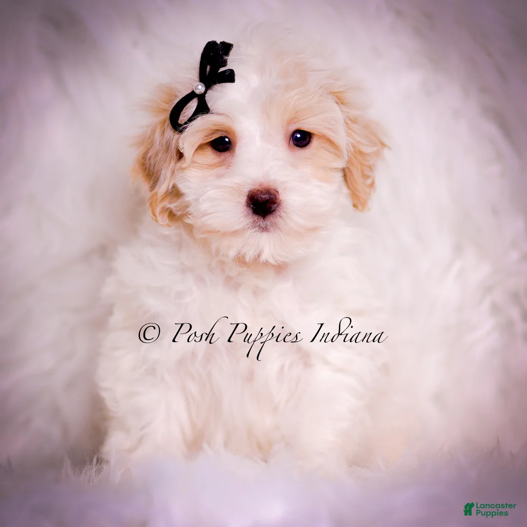 Maltipoo dogs for sale: Walnut - Ad 1
