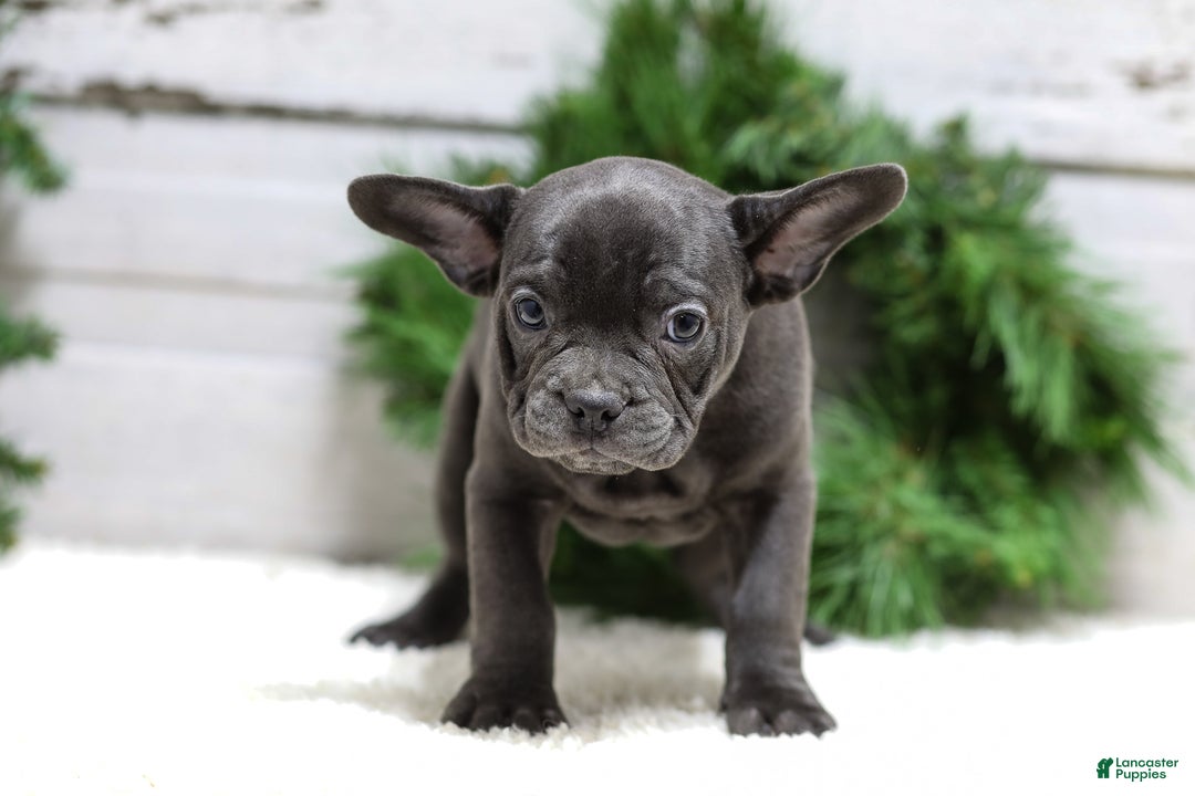 French Bulldog dogs for sale: Cooper - Ad 3