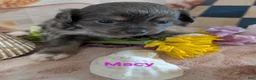Chihuahua dogs for sale: Macy ACA - Ad 4