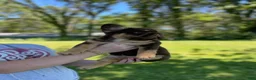 French Bulldog dogs for sale: Chewy - Ad 5