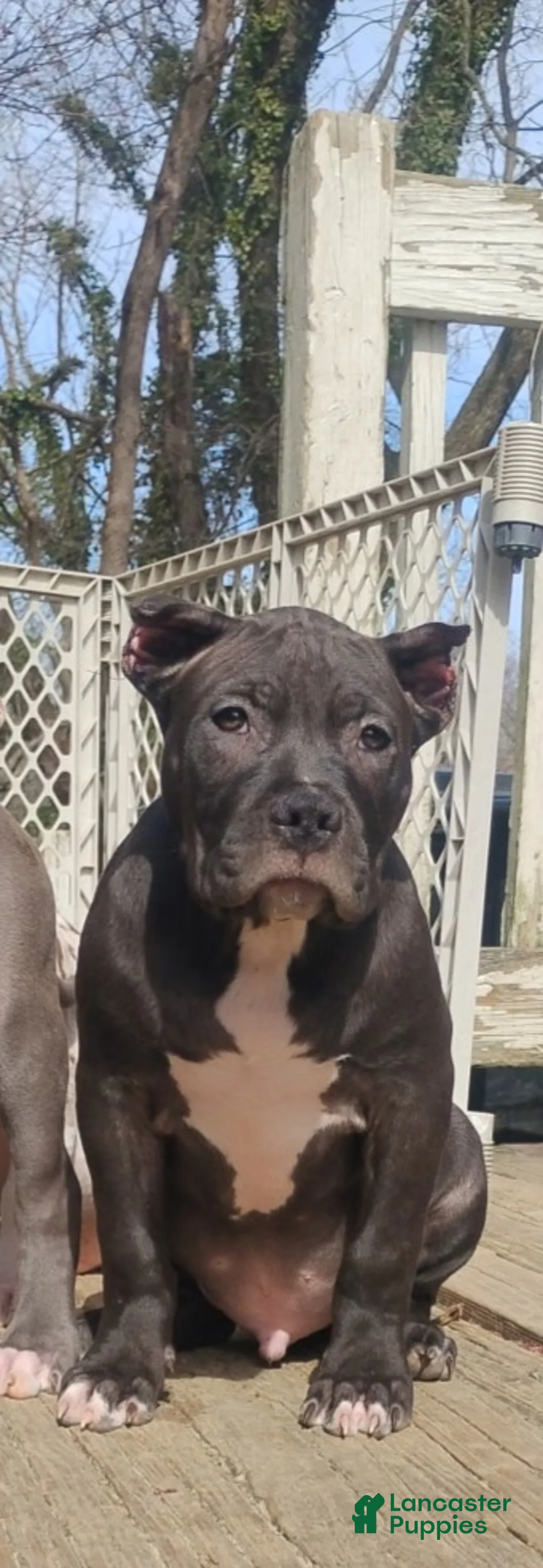 American Bully dogs for sale: American Bully Puppy 3 - Ad 1