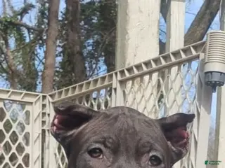 American Bully dogs American Bully Puppy 3 - Ad 34