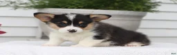 Welsh Corgi Pembroke dogs for sale: Tammy - Ad 3
