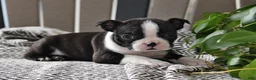 Boston Terrier dogs for sale: Paris - Ad 2
