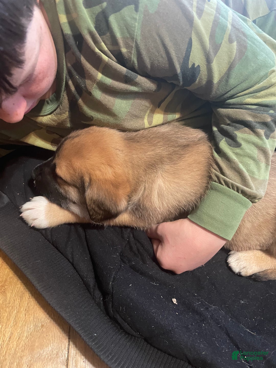 Mixed Breed dogs for sale: Dancer: one of Santa’s Rein-puppies - Ad 11