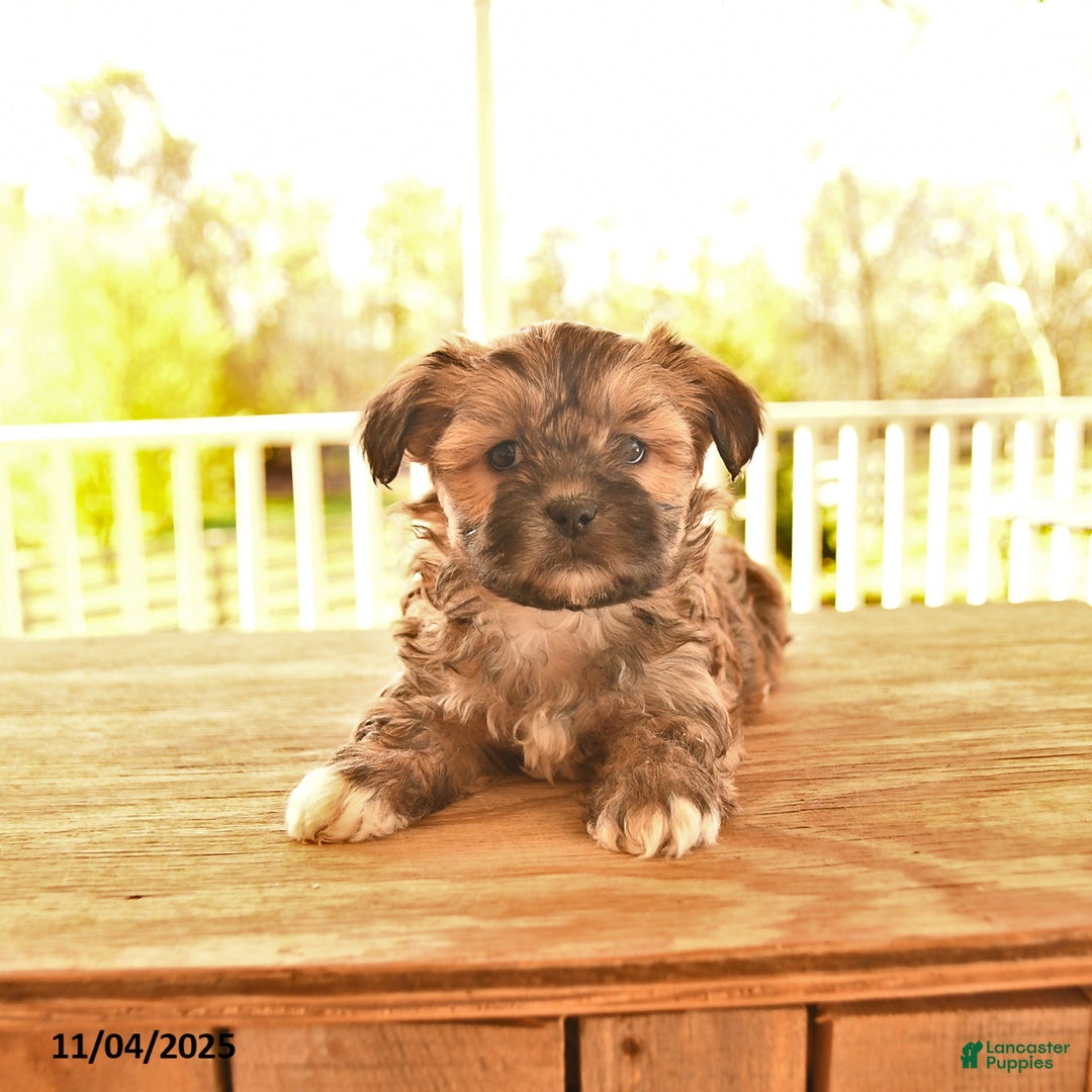 Shorkie dogs for sale: Meadow - Ad 3