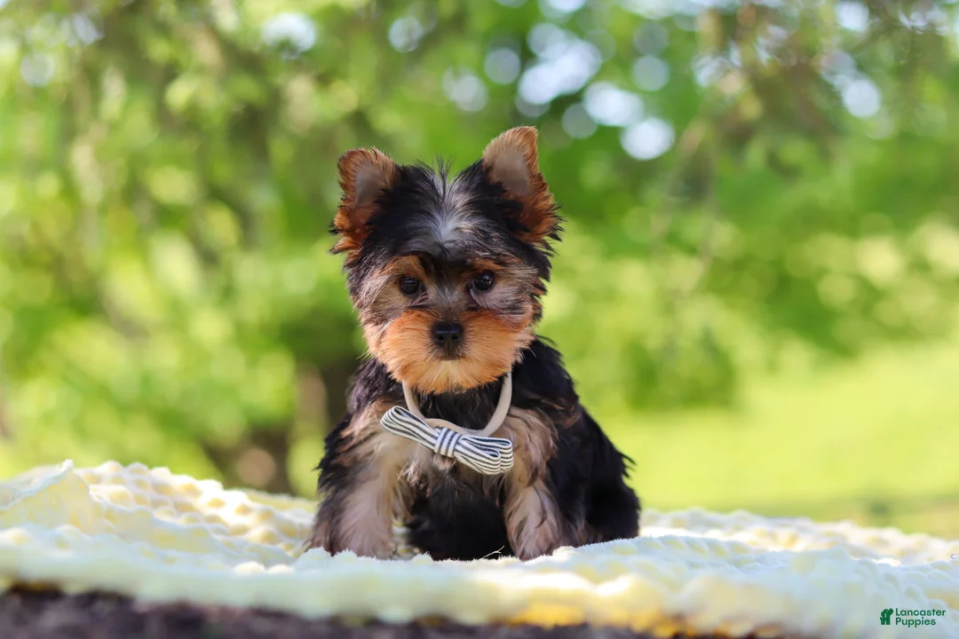 Yorkshire Terrier dogs for sale: Bolt - Ad 2