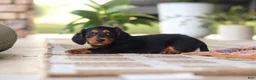 Miniature Dachshund dogs for sale: Arthur  - Ad 3