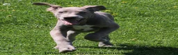 Great Dane dogs for sale: Great Dane 2 - Ad 4