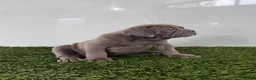 Olde English Bulldogge dogs for sale: Lexi - Ad 4
