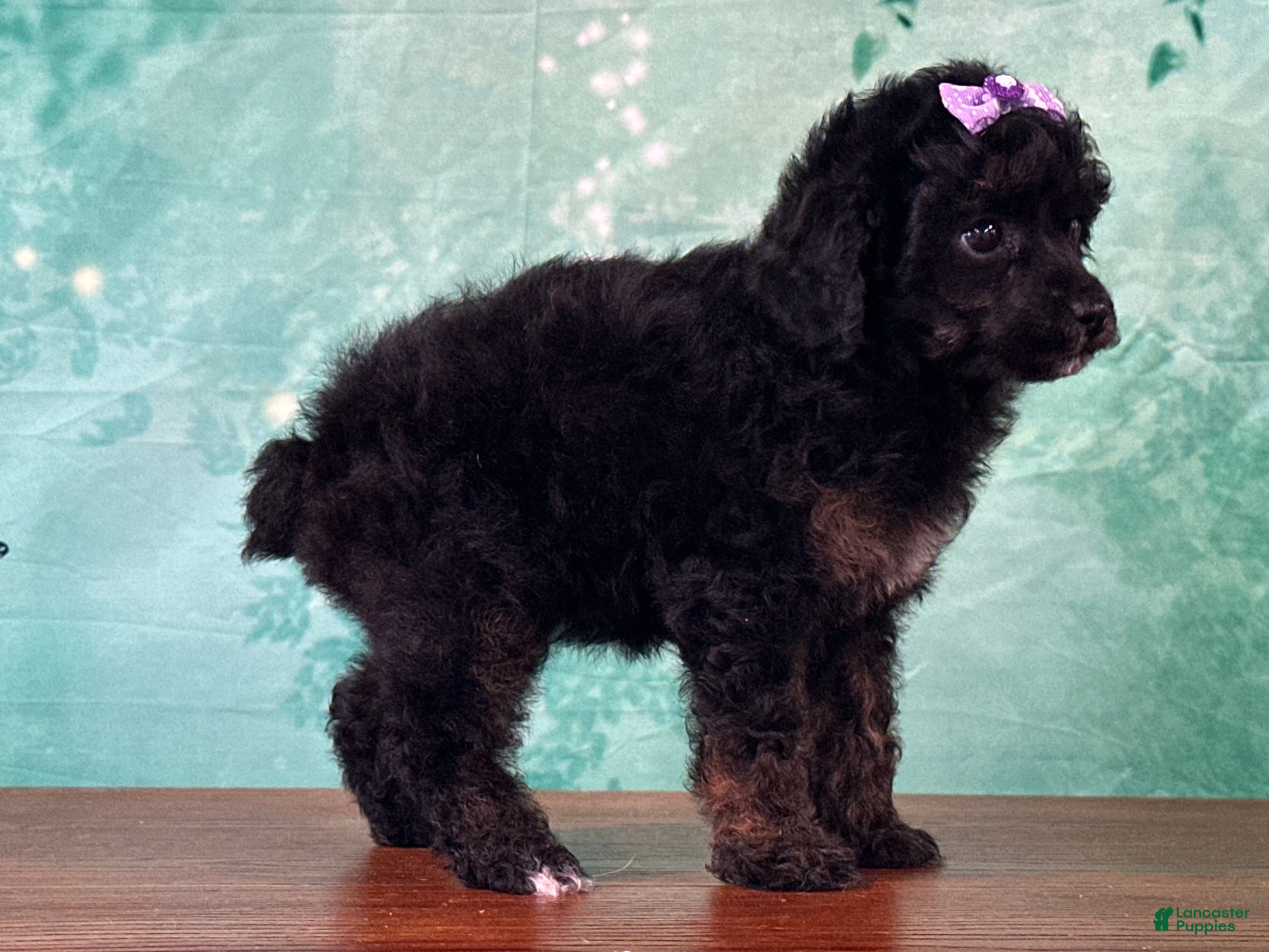 Miniature Poodle dogs Ariel - Ad 2